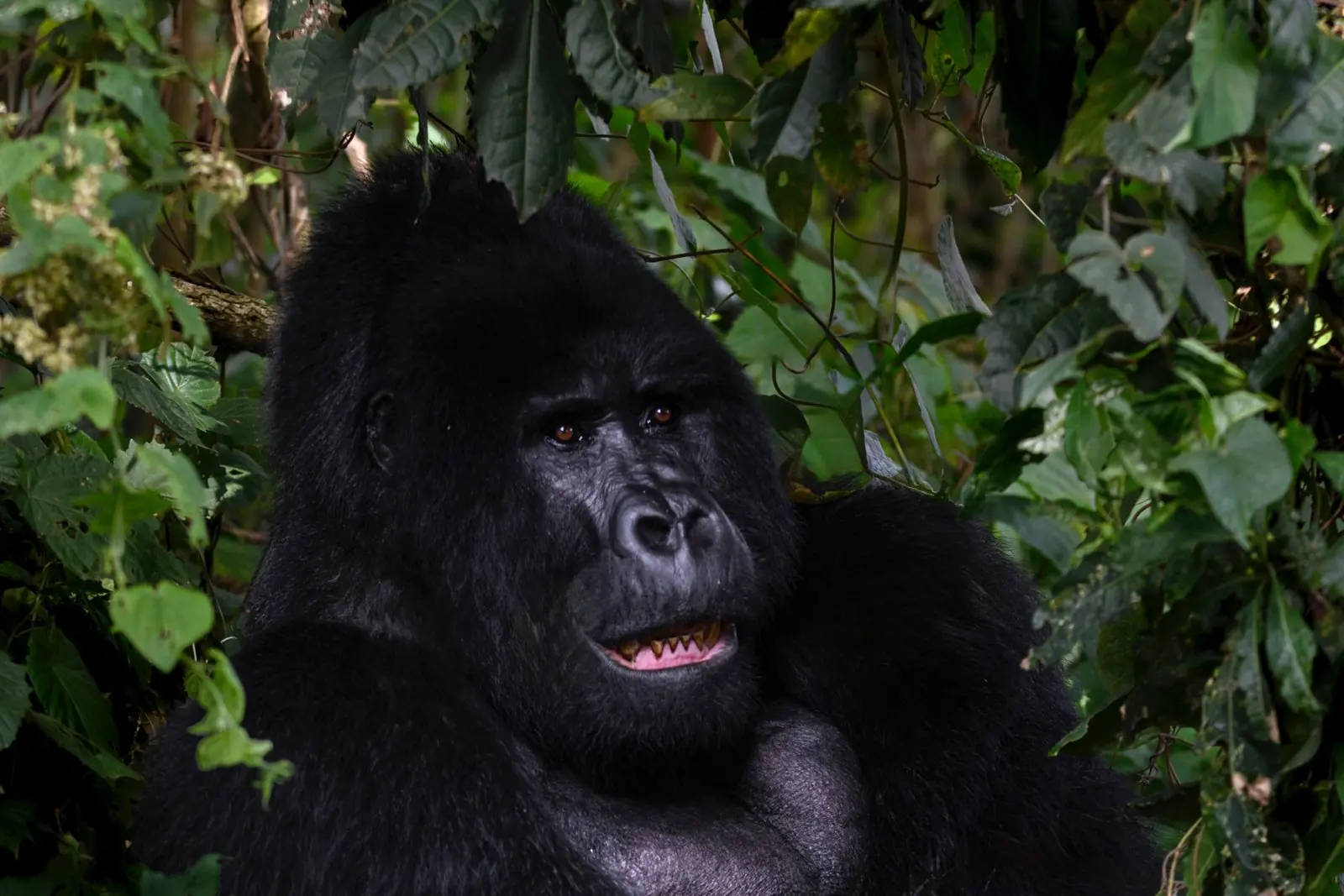 Bwindi Impenetrable National Park