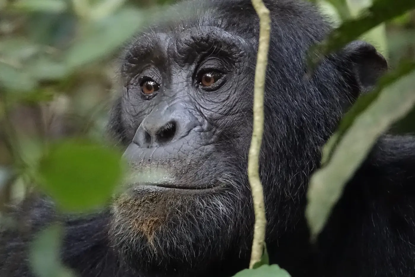 Kibale National Park