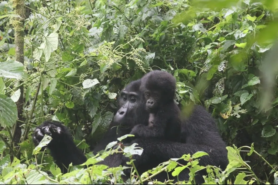 Gorillapermits voor 600 dollar: wat het laagseizoentarief in de praktijk betekent