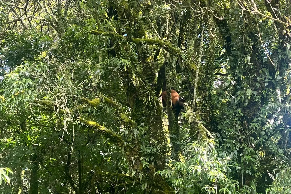 Mgahinga Gorilla National Park