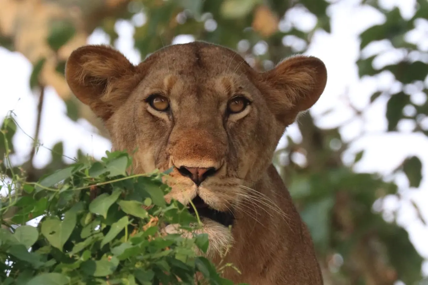 Queen Elizabeth National Park