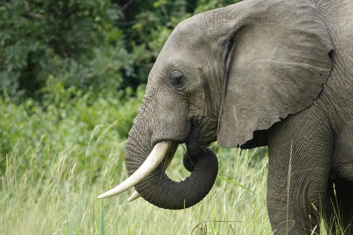 Murchison Falls is het bolwerk van de Rothschildgiraffe geworden