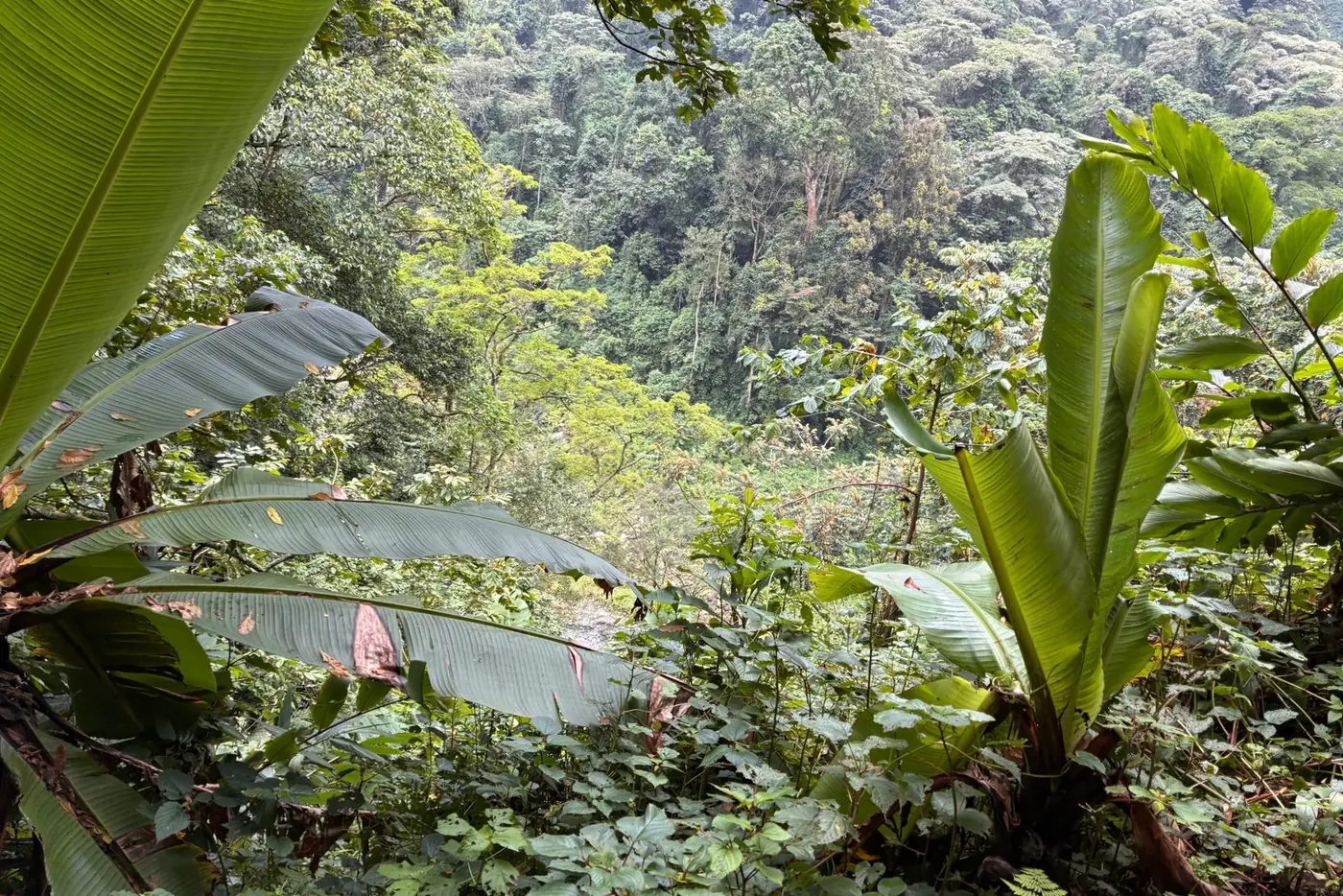 Rwenzori Mountains National Park