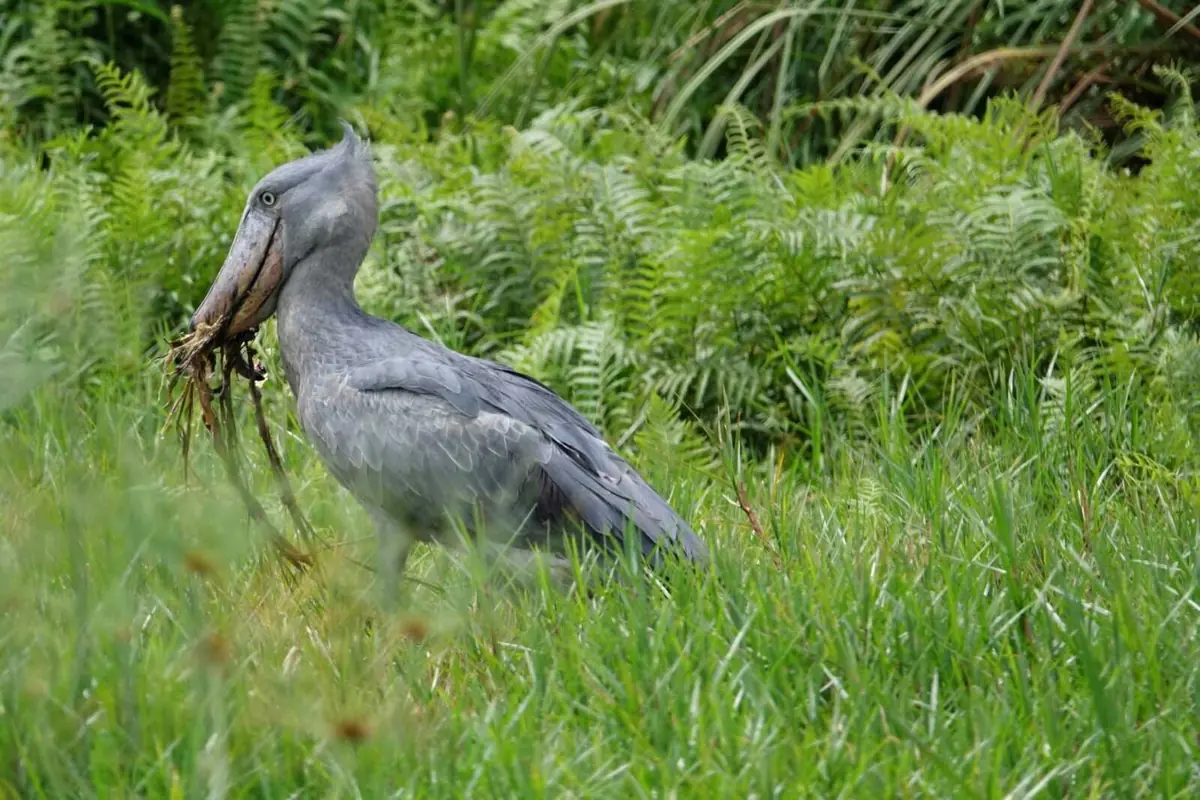 De schoenbekooievaar is de meest gezochte soort van het land.