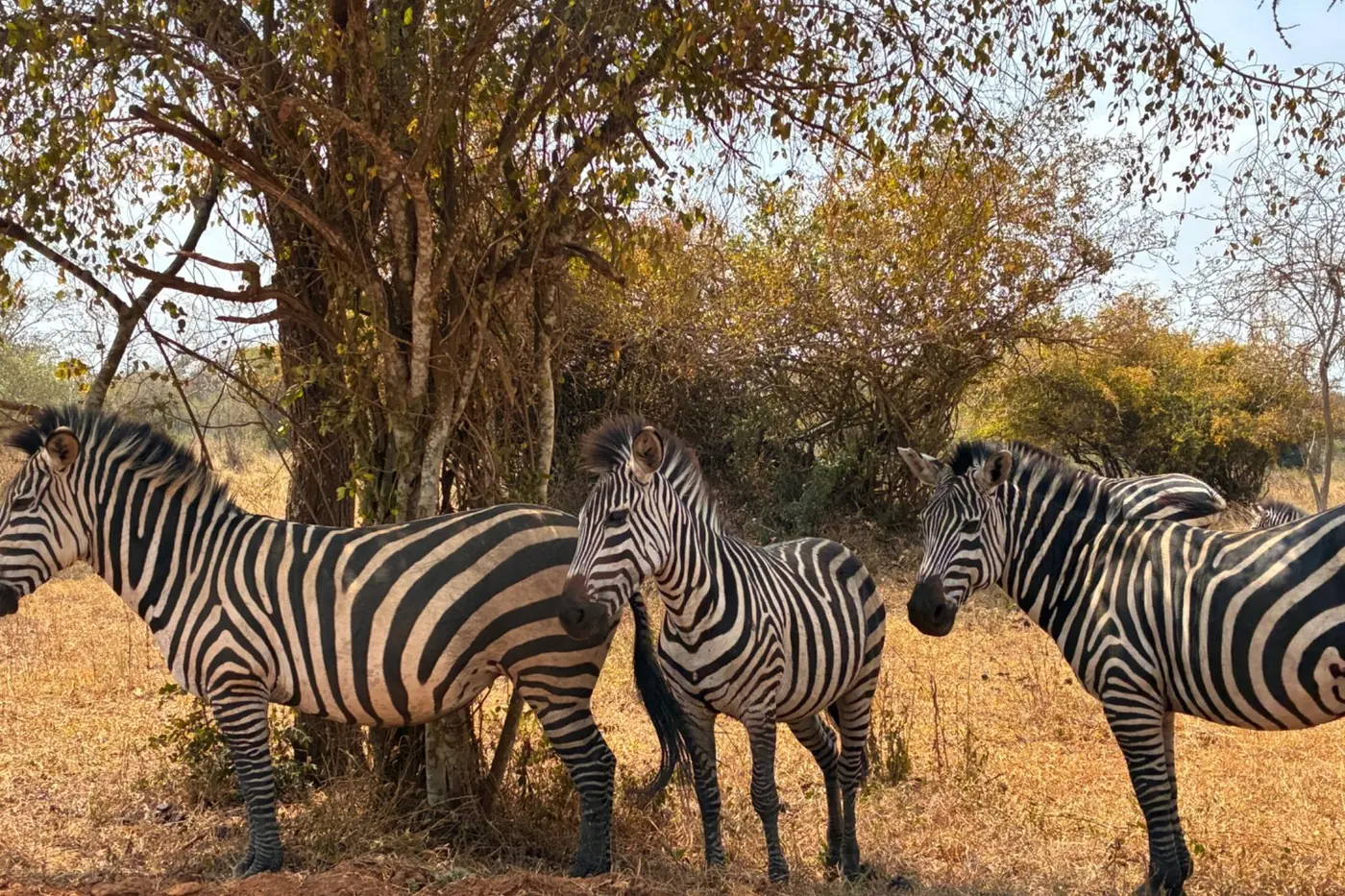 Lake Mburo National Park